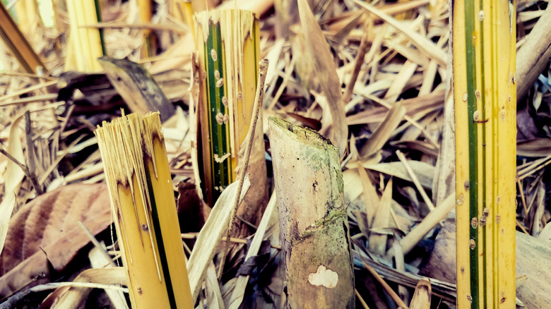 A close-up of some Alphonse Karr bamboo Bambusa multiplex 'Alphonse Karr' canes that have been cut down.