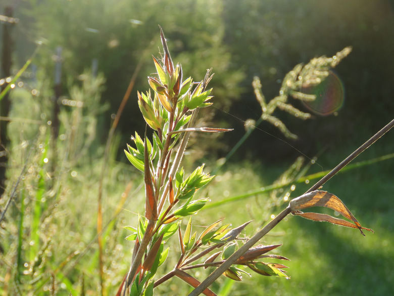 Some river cane bamboo Arundinaria gigantea glowing in the sunlight.