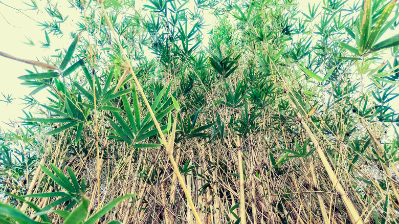 An upshot of some Alphonse Karr bamboo Bambusa multiplex 'Alphonse Karr'