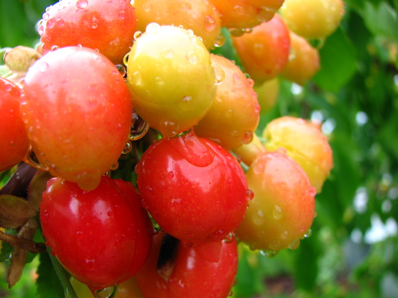 A close-up of a handful of Bing cherries Prunus avium 'Bing' still growing on the branch.
