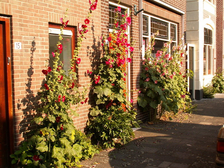 Towering hollyhocks Alcea rosea growing against the side of a brick building.