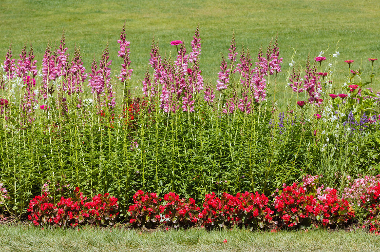 Rocket Orchid snapdragons Antirrhinum majus 'Rocket Orchid' with pink flowers growing in a row in a grassy field.