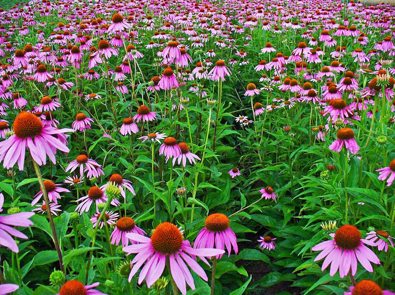 A field absolutely full of pinkish-purple coneflowers Echinacea purpurea.