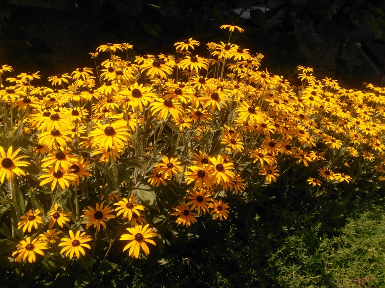 A line of tall black-eyed Susans Rudbeckia hirta reaching up toward the sun.