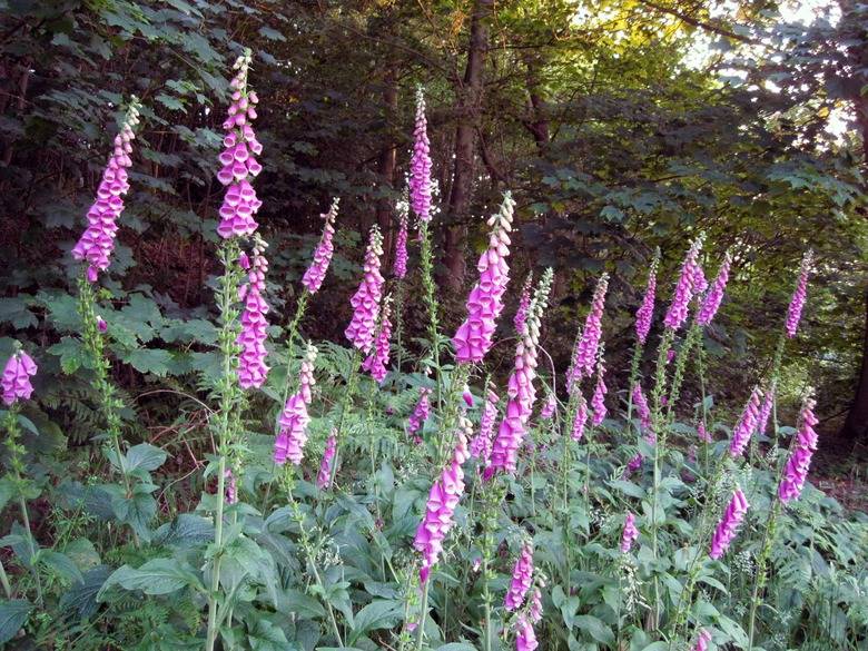 Tall common foxglove Digitalis purpurea stalks growing together with magenta flowers.