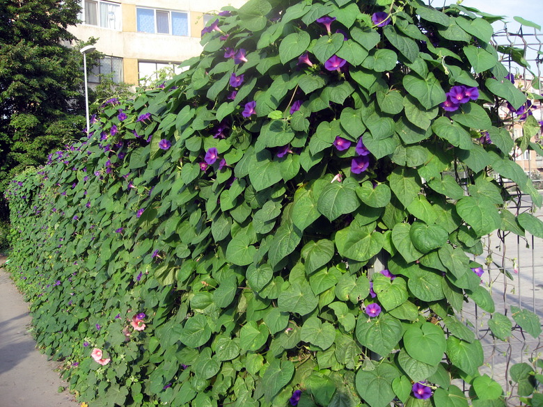 A morning glory Ipomoea purpurea plant with purple flowers growing along a fence.