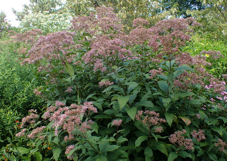 Joe Pye weed Eutrochium maculatum plants rising tall amongst other plants.