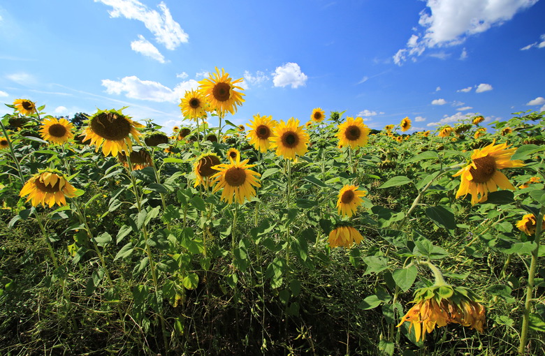 A field of common sunflowers Helianthus annuus rising up toward the sun and blue sky.