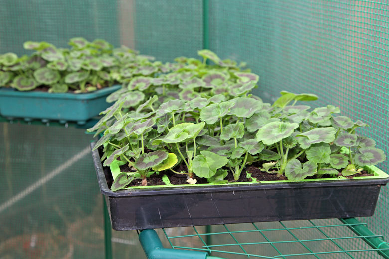 Two seedling trays of geraniums.