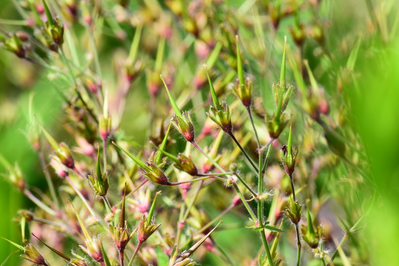 A close-up of several geranium seed heads.