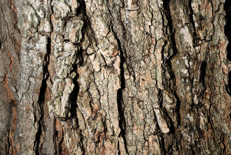 A close-up of the bark of a black maple Acer saccharum subsp. nigrum.