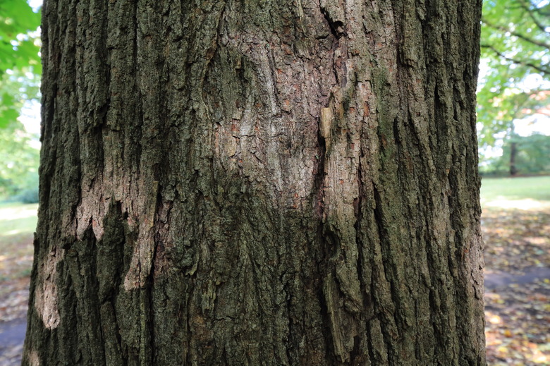 A close-up of the bark of a Norway maple tree Acer platanoides.