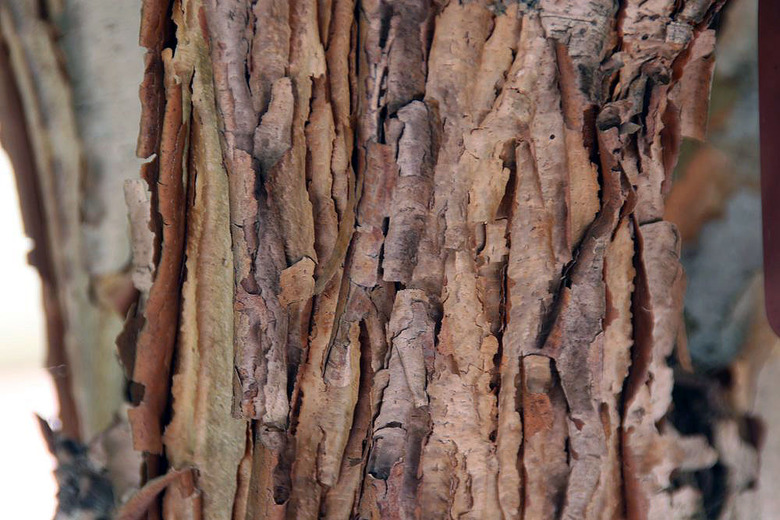 A close-up of the bark of a three-flowered maple tree Acer triflorum.