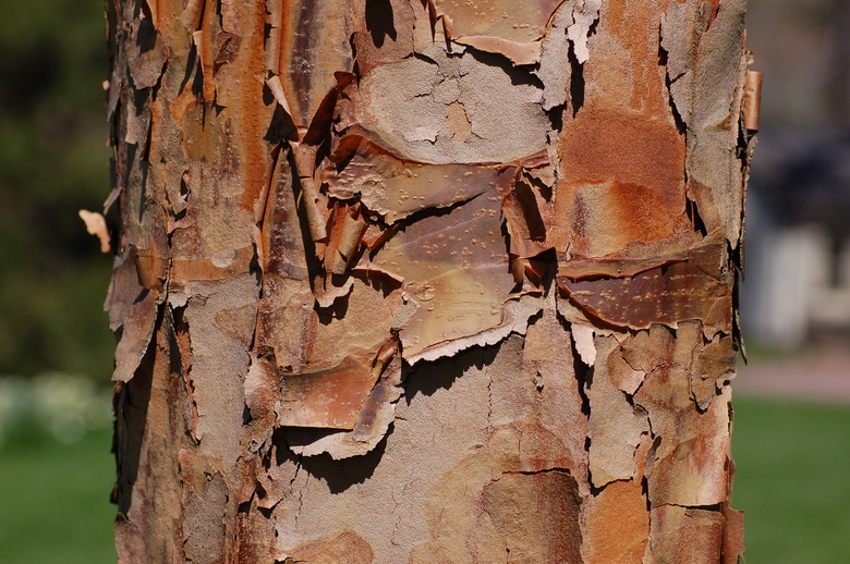 A close-up of the orange-brown bark of a paperbark maple tree Acer griseum.