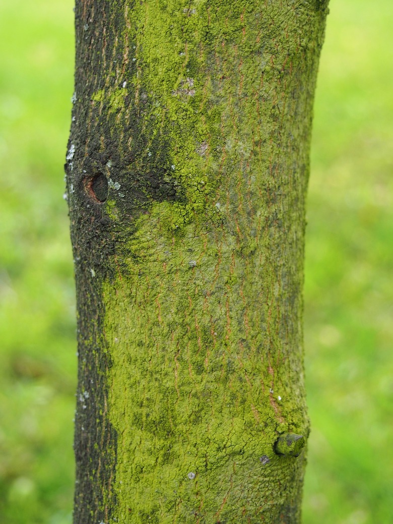 A close-up of the bark on a chalkbark maple tree Acer saccharum subsp. leucoderme.