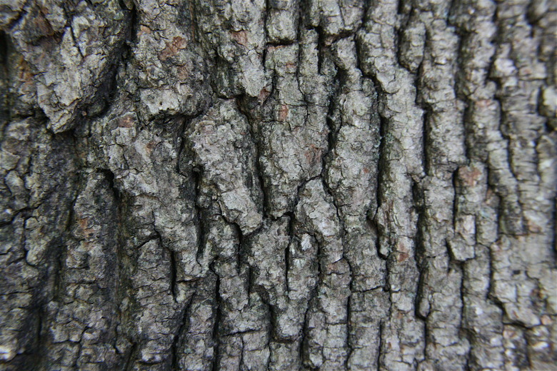 A close-up of the bark of a mature red maple tree Acer rubrum.