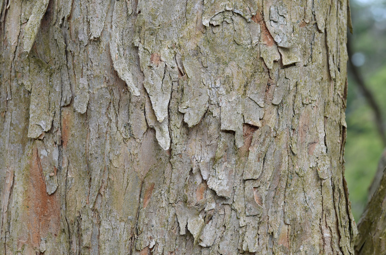 A close-up of the bark of a trident maple tree Acer buergerianum.