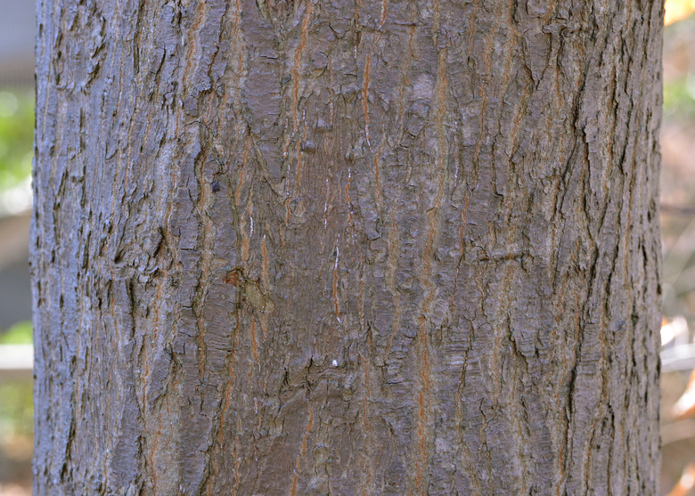 A close-up of the bark on a Japanese maple tree Acer palmatum.