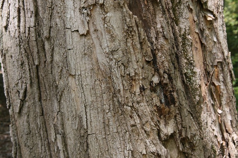 A close-up of the bark of a silver maple tree Acer saccharinum.