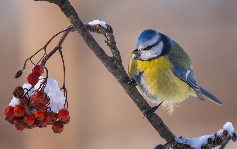 The blue tit bird Parus caeruleus sits on a snow-covered branch of a red mountain ash on a frosty winter morning.