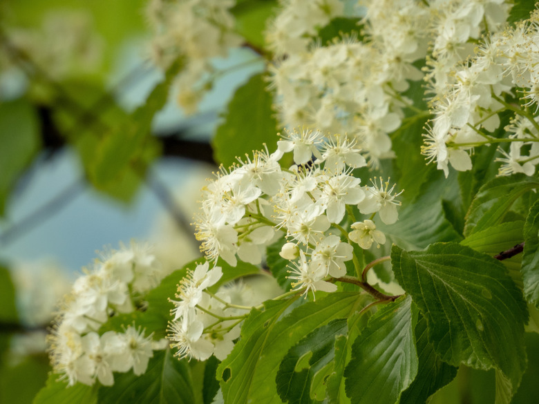 White rowan flowers blooming in spring.