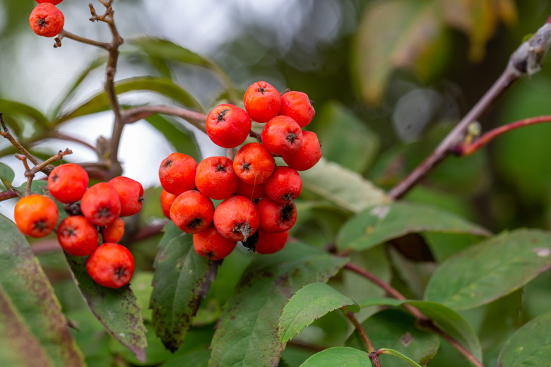 Ripe rowan berries on an autumn cloudy day.