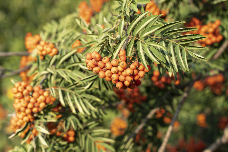 A rowan tree filled with bunches of orange berries.