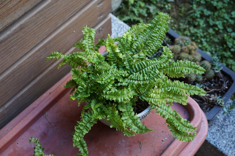 A cute little potted Boston fern Nephrolepis exaltata near a ledge.