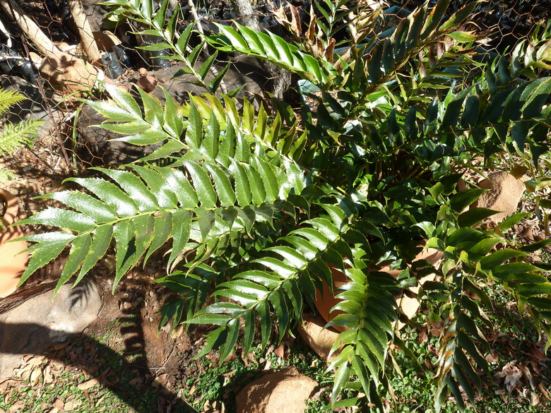 A holly fern Cyrtomium falcatum growing in a garden.