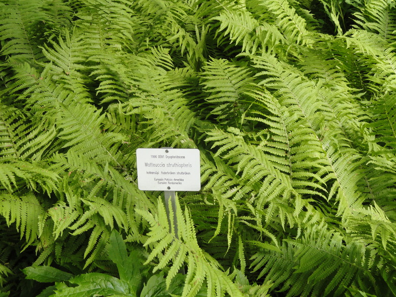 Ostrich ferns Matteuccia struthiopteris growing at a botanical garden in Helsinki