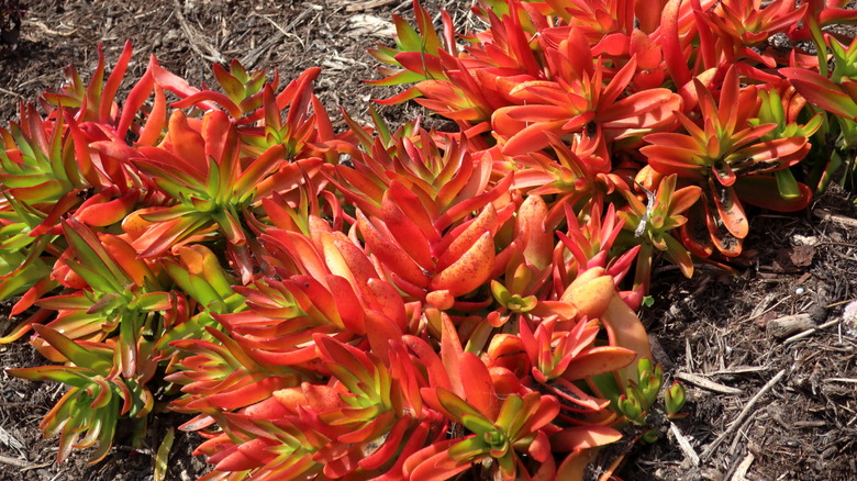 A low shot of a campfire jade plant Crassula capitella 'Campfire'.