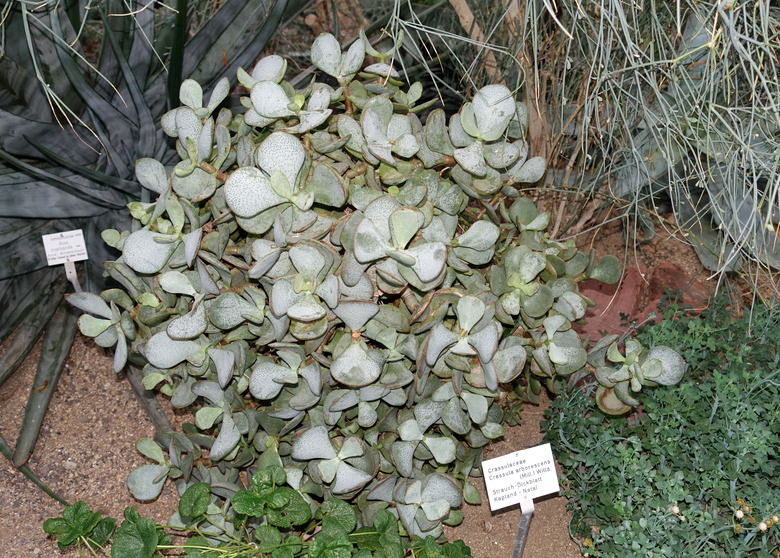 A silver dollar jade Crassula arborescens plant growing in a garden in Germany.