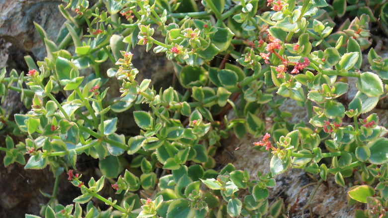 A Comet variegated trailing jade plant Crassula sarmentosa 'Comet' getting some sun.
