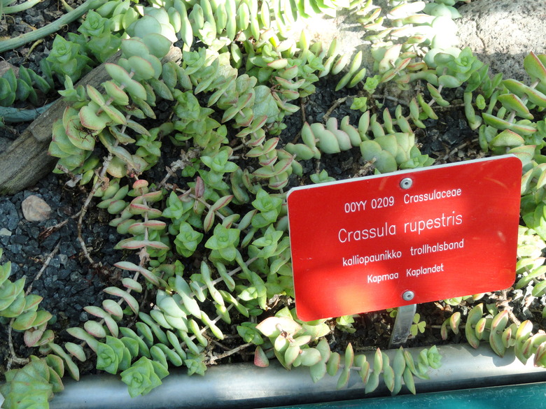 A string of buttons jade plant Crassula rupestris growing in a botanical garden in Helsinki