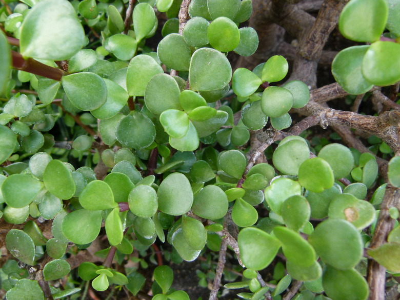 A close-up of an elephant bush plant Portulacaria afra.