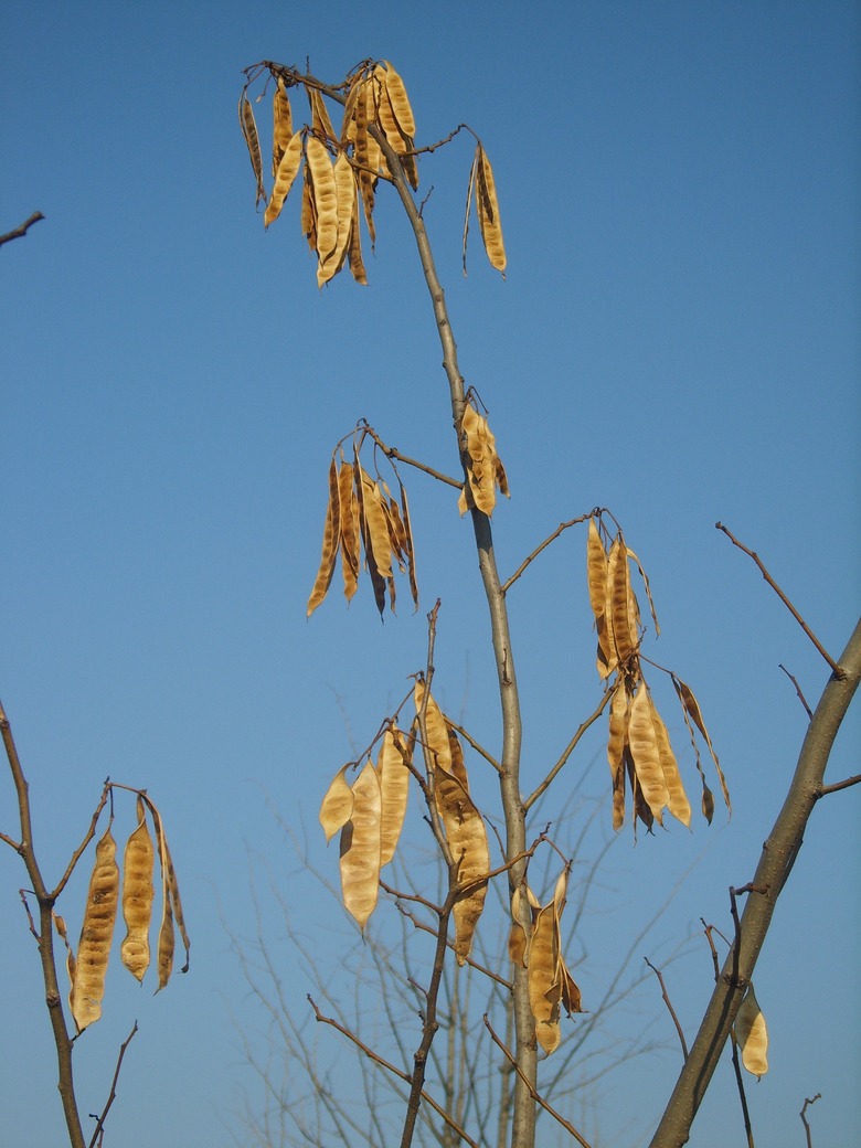 Dry and brown seedpods of a mimosa tree against a blue sky.