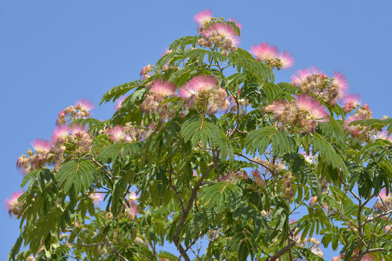 Flowers of a Persian silk tree bloom atop its brances.