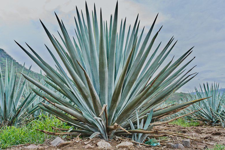 Blue agave plantation in the field to make tequila