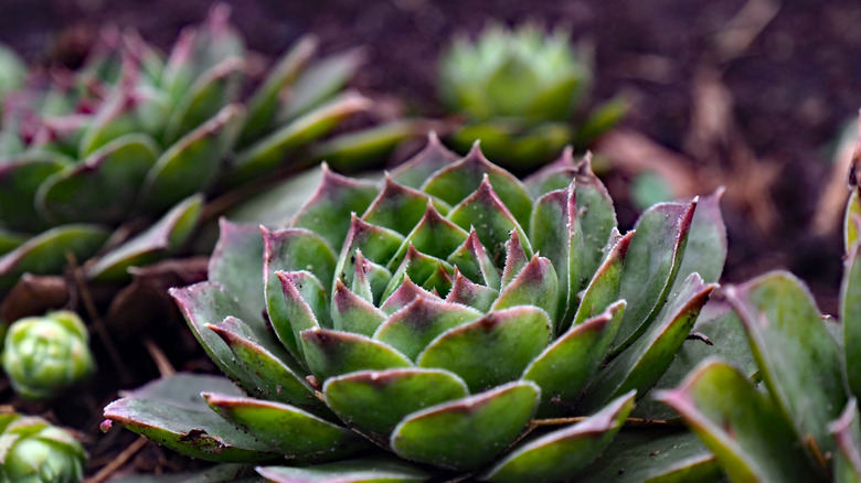 Hen And Chicks Plant