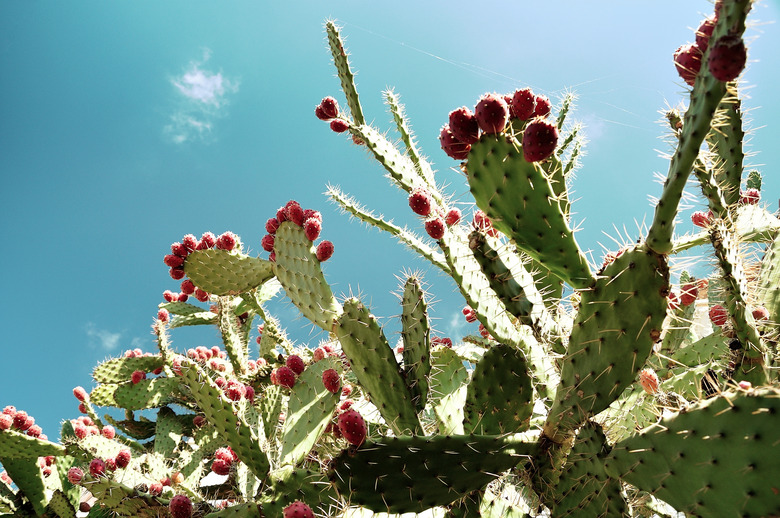 Low Angle View Of Pink Flowers