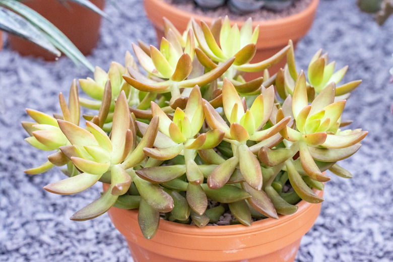 Sedum Nussbaumerianum Coppertone stonecrop in London