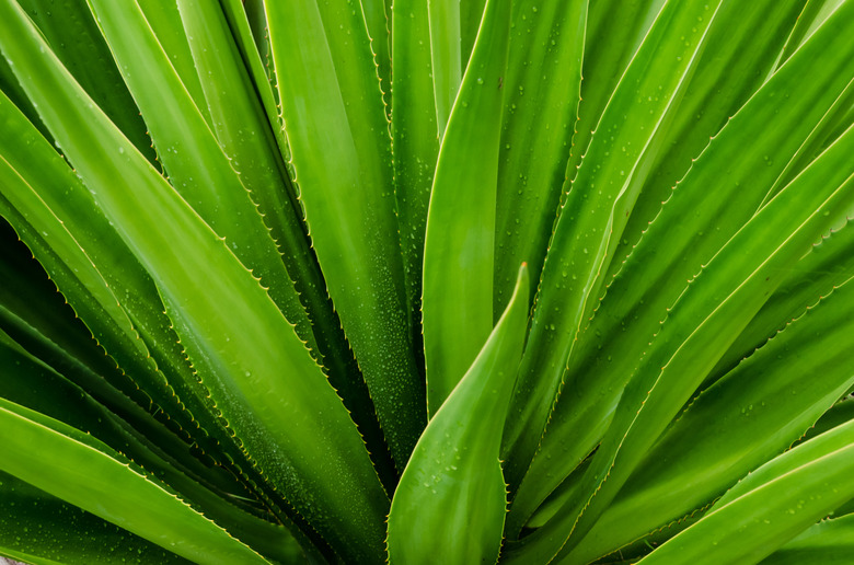 Close Up Of Aloe Plant