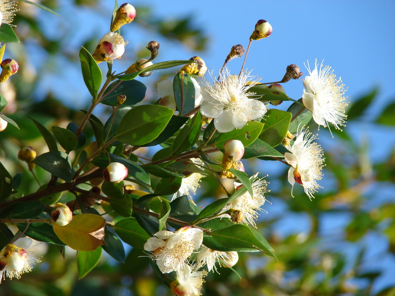 White common myrtle Myrtus communis flowers reaching up to the sun.