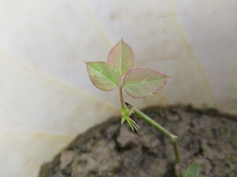 A newly planted rose with its first little leaves.