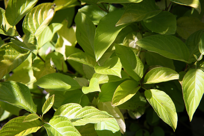 A close-up of the healthy leaves of a Garden Glow dogwood Cornus hessei 'Garden Glow'.