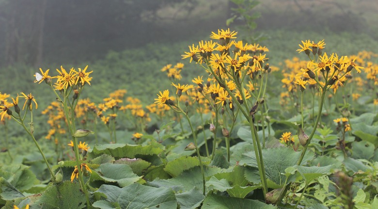 Yellow leopard plant Ligularia dentata flowers springing up out of a field.