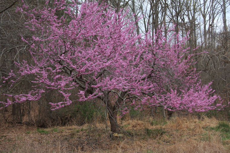 A redbud tree Cercis canadensis in full bloom with pink flowers.