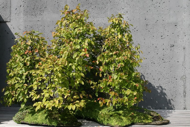 A blue beech Carpinus caroliniana shrub at the North Carolina Arboretum in Asheville
