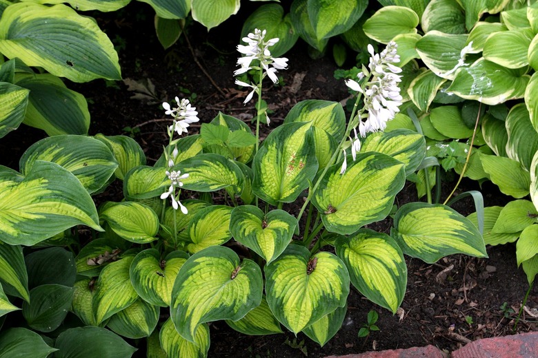 A Cadillac hosta Hosta 'Cadillac' cultivar that has lime green leaves with dark green edges.