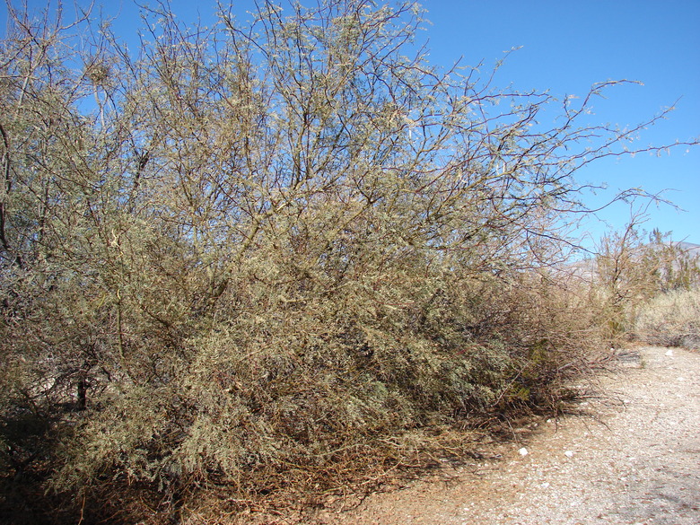 A honey mesquite Prosopis glandulosa growing in Corn Creek NWR